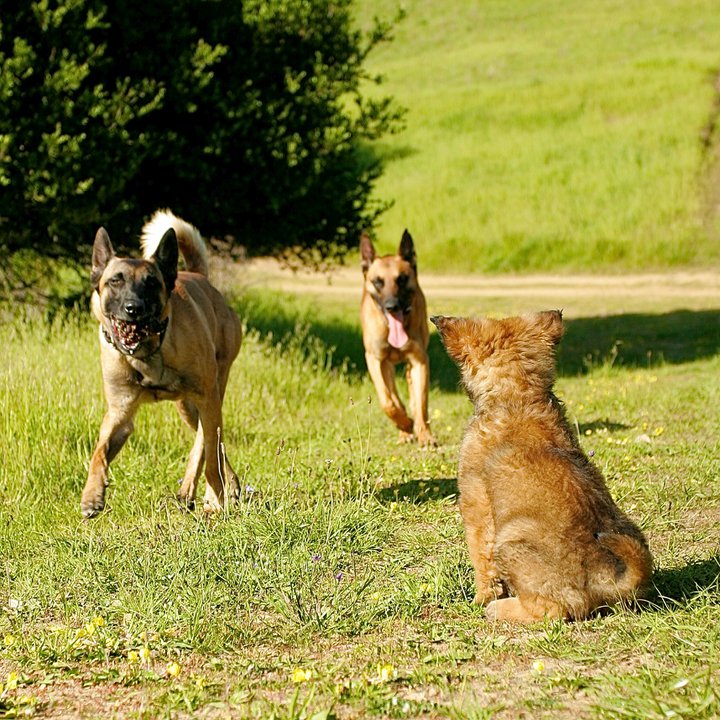 dogs passing